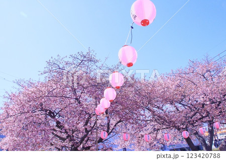 桜祭り 三浦海岸 桜祭り 三浦海岸 123420788