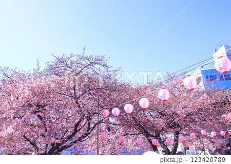 桜祭り　三浦海岸 123420789