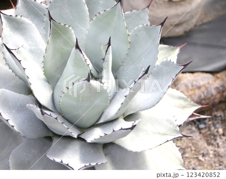 吉祥天 多肉植物 吉祥天 多肉植物 123420852