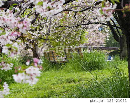 桜が咲く公園の風景 123421052