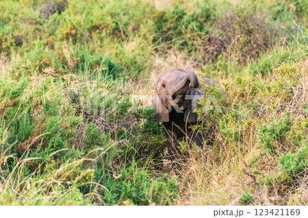 African elephant in Samburu National Reserve 123421169