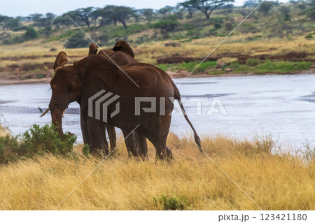 African elephant in Samburu National Reserve 123421180