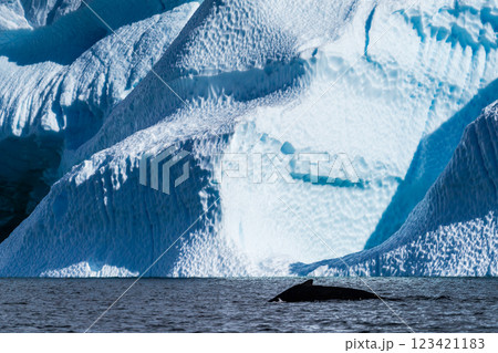 Close-up of the back and dorsal fin of a humpback whale Close-up of the back and dorsal fin of a humpback whale 123421183
