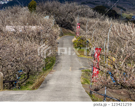 梅が咲く南部梅林の風景 梅が咲く南部梅林の風景 123421259