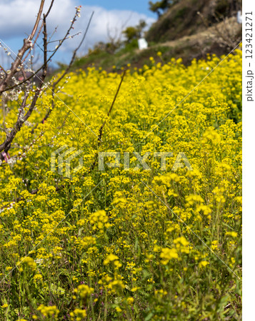 南部梅林に咲いた菜の花 南部梅林に咲いた菜の花 123421271