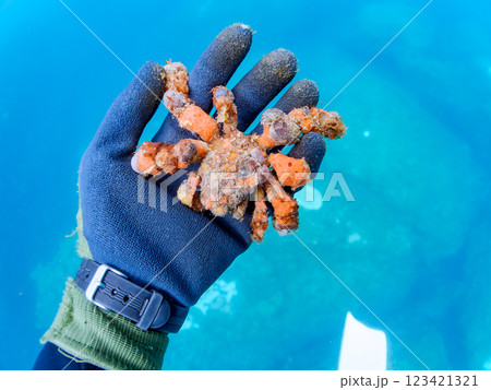 不思議で美しいモクズショイ（クモガニ科）。 体表にカイメンを貼り付けて見事に擬態している。 ヒリゾ浜 123421321