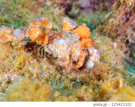 不思議で美しいモクズショイ（クモガニ科）。 体表にカイメンを貼り付けて見事に擬態している。 ヒリゾ浜 123421322