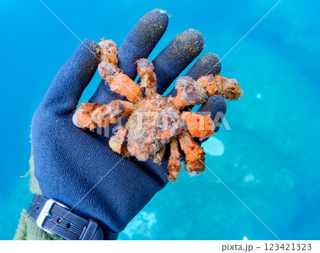 不思議で美しいモクズショイ(クモガニ科)。 体表にカイメンを貼り付けて見事に擬態している。 ヒリゾ浜 不思議で美しいモクズショイ(クモガニ科)。 体表にカイメンを貼り付けて見事に擬態している。 ヒリゾ浜 123421323