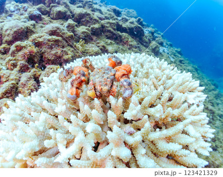 白化サンゴと不思議で美しいモクズショイ。 体表にカイメンを貼り付けて見事に擬態している。 ヒリゾ浜 123421329
