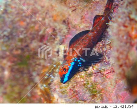 婚姻色が美しいヨゴレヘビギンポ（ヘビギンポ科）のペア。静岡県伊豆半島賀茂郡南伊豆町中木ヒリゾ浜 123421354