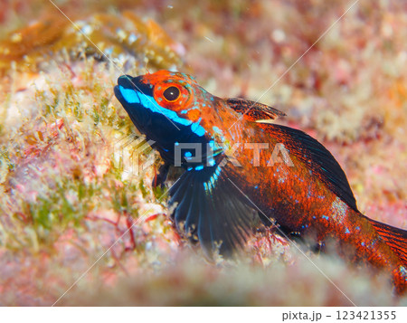 婚姻色が美しいヨゴレヘビギンポ（ヘビギンポ科）のペア。静岡県伊豆半島賀茂郡南伊豆町中木ヒリゾ浜 123421355