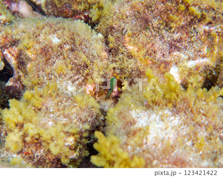 星空のように美しいルリホシスズメダイ（スズメダイ科）の幼魚。静岡県伊豆半島賀茂郡南伊豆町中木ヒリゾ浜 123421422