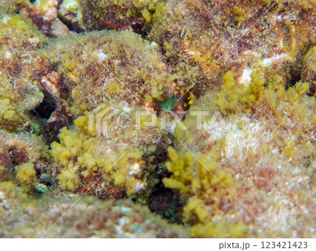 星空のように美しいルリホシスズメダイ（スズメダイ科）の幼魚。静岡県伊豆半島賀茂郡南伊豆町中木ヒリゾ浜 123421423