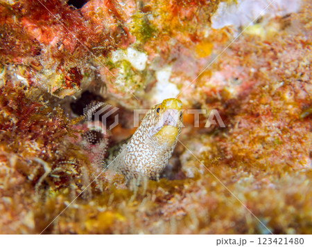 美しいワカウツボ(ウツボ科)の幼魚。 静岡県伊豆半島賀茂郡南伊豆町中木ヒリゾ浜2024年 美しいワカウツボ(ウツボ科)の幼魚。 静岡県伊豆半島賀茂郡南伊豆町中木ヒリゾ浜2024年 123421480