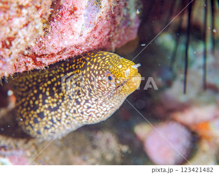 美しいワカウツボ(ウツボ科)の幼魚。 静岡県伊豆半島賀茂郡南伊豆町中木ヒリゾ浜2024年 美しいワカウツボ(ウツボ科)の幼魚。 静岡県伊豆半島賀茂郡南伊豆町中木ヒリゾ浜2024年 123421482