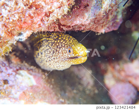 美しいワカウツボ（ウツボ科）の幼魚。 静岡県伊豆半島賀茂郡南伊豆町中木ヒリゾ浜2024年 123421484