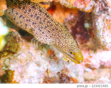 美しいワカウツボ（ウツボ科）の幼魚。 静岡県伊豆半島賀茂郡南伊豆町中木ヒリゾ浜2024年 123421485