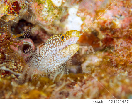 美しいワカウツボ（ウツボ科）の幼魚。 静岡県伊豆半島賀茂郡南伊豆町中木ヒリゾ浜2024年 123421487