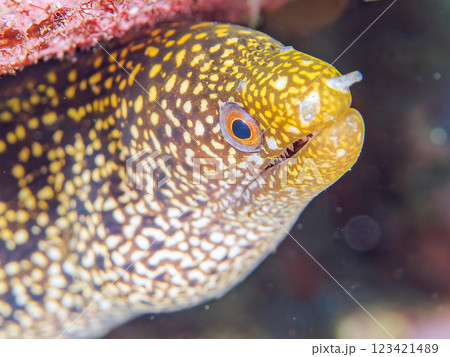 美しいワカウツボ（ウツボ科）の幼魚。 静岡県伊豆半島賀茂郡南伊豆町中木ヒリゾ浜2024年 123421489