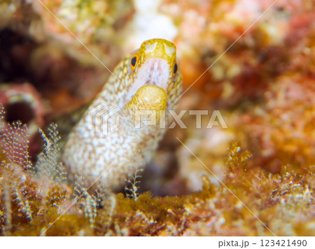 美しいワカウツボ（ウツボ科）の幼魚。 静岡県伊豆半島賀茂郡南伊豆町中木ヒリゾ浜2024年 123421490