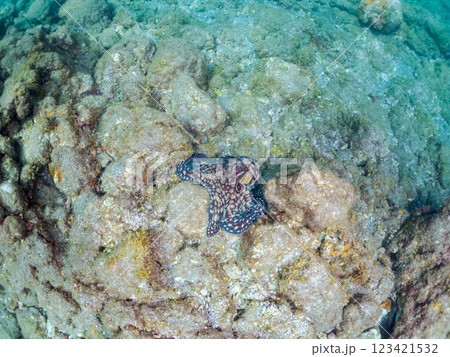 大きな美しいワモンダコ（マダコ科）。  静岡県伊豆半島賀茂郡南伊豆町中木ヒリゾ浜2024 123421532