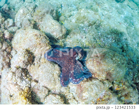 大きな美しいワモンダコ(マダコ科)。 静岡県伊豆半島賀茂郡南伊豆町中木ヒリゾ浜2024 大きな美しいワモンダコ(マダコ科)。 静岡県伊豆半島賀茂郡南伊豆町中木ヒリゾ浜2024 123421533
