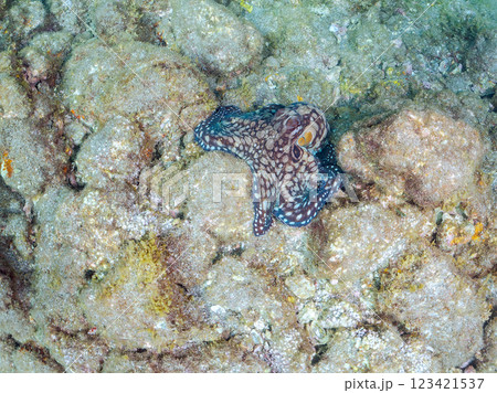 大きな美しいワモンダコ（マダコ科）。  静岡県伊豆半島賀茂郡南伊豆町中木ヒリゾ浜2024 123421537