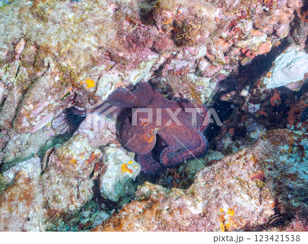 大きな美しいワモンダコ（マダコ科）。  静岡県伊豆半島賀茂郡南伊豆町中木ヒリゾ浜2024 123421538