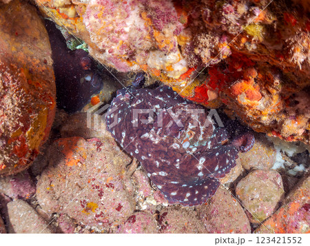 岩の間に隠れるワモンダコのペア。オスがメスに交接腕を伸ばして精子のカプセルを手渡して交尾をしている。 123421552