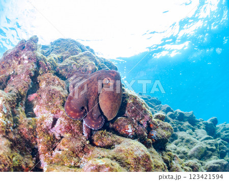 大きな美しいワモンダコ（マダコ科）。 水面から飛び出し岩の上を走って逃げた 南伊豆町中木ヒリゾ浜 123421594