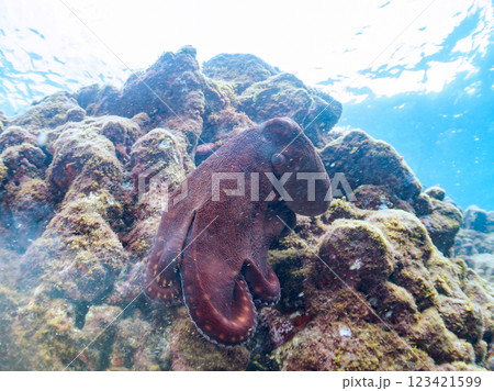 大きな美しいワモンダコ(マダコ科)。 水面から飛び出し岩の上を走って逃げた 南伊豆町中木ヒリゾ浜 大きな美しいワモンダコ(マダコ科)。 水面から飛び出し岩の上を走って逃げた 南伊豆町中木ヒリゾ浜 123421599