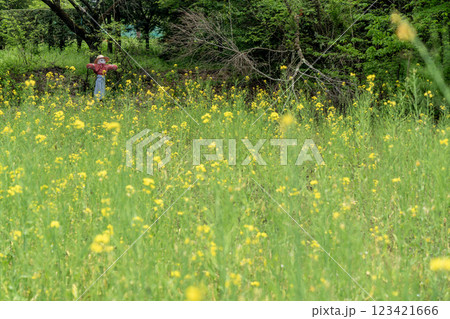 菜の花畑とカカシ 123421666