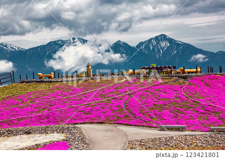 茶臼山の芝桜 茶臼山の芝桜 123421801