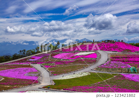 茶臼山の芝桜 123421802