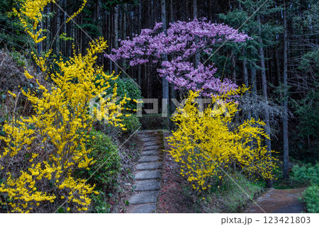 茶臼山の芝桜 123421803