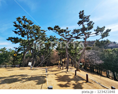 pine tree at the park pine tree at the park 123421848