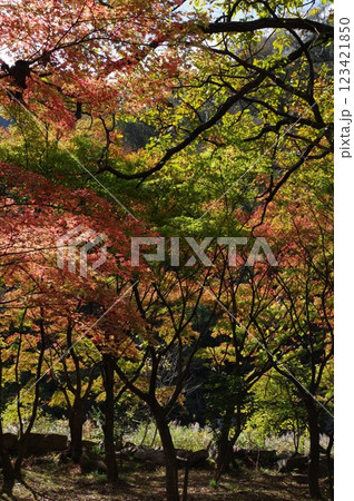 紅葉燃ゆる秋 紅葉燃ゆる秋 123421850