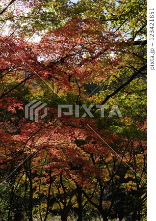 紅葉燃ゆる秋 紅葉燃ゆる秋 123421851
