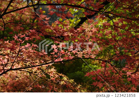 紅葉燃ゆる秋 123421858
