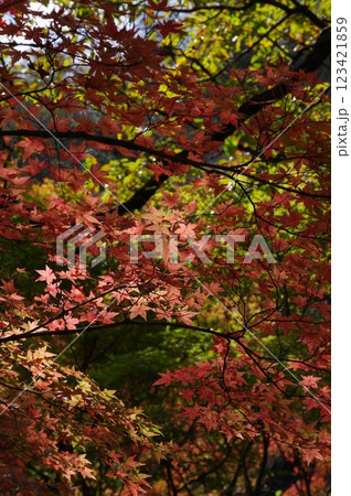 紅葉燃ゆる秋 紅葉燃ゆる秋 123421859