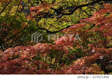 紅葉燃ゆる秋 123421860