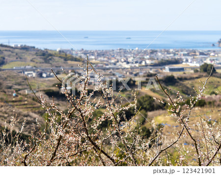 南部梅林から見る景色 南部梅林から見る景色 123421901