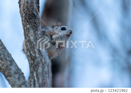木にとまるエゾモモンガ 123421962