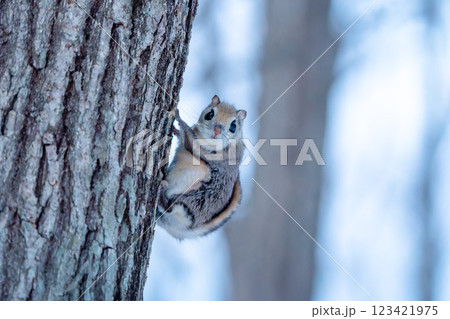 木にとまるエゾモモンガ 木にとまるエゾモモンガ 123421975