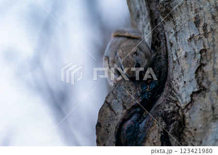 巣穴から顔を出したエゾモモンガ 巣穴から顔を出したエゾモモンガ 123421980