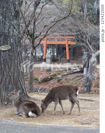 冬の奈良公園と鹿 123422000