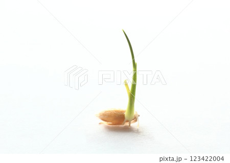 種もみの発芽と成長 123422004