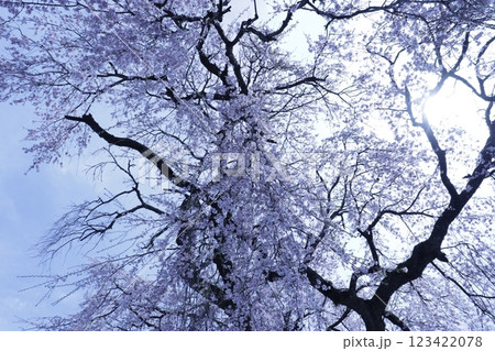 宵闇の境内から見上げる満開の枝垂れ桜 123422078