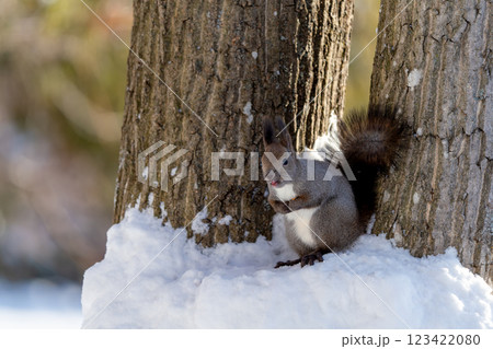 雪の上で食事するエゾリス 123422080