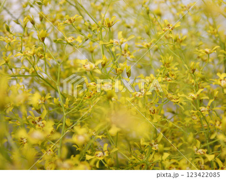 黄色い小さな花 黄色い小さな花 123422085